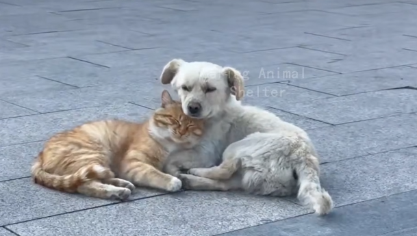 Abandoned, They Had Only Each Other Left; Rescued, They Gained the Whole World