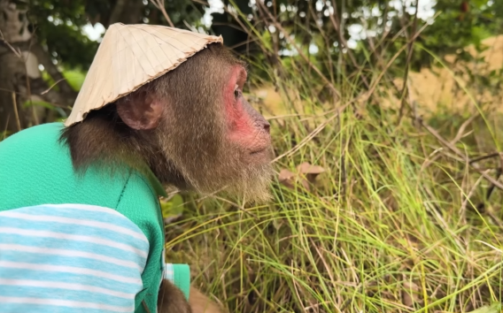 The Funniest Incident Ever of CUTIS, Making Dad & Baby Monkey Confused😂