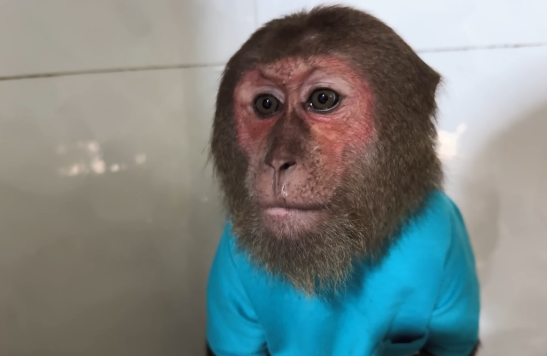 CUTIS & baby monkey secretly Mom’s things, Smart sales in an unbelievable way😯