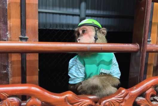 CUTIS Secretly Giving Newborn Baby Big Gift Makes Mom & Baby Monkey Confused😯