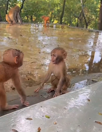 This is exciting to watch first time i am watching a fight between baby monkeys i know they play-fight but this is more interesting