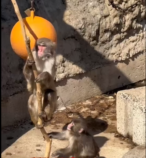 From Heartbreak to Hugs: Punch the Monkey