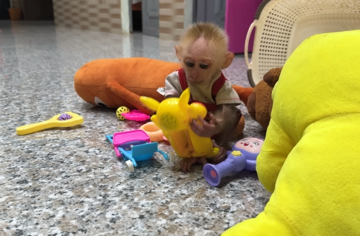 So touching! CUTIS refused to go to market with Dad & baby monkey for unbelievable reason