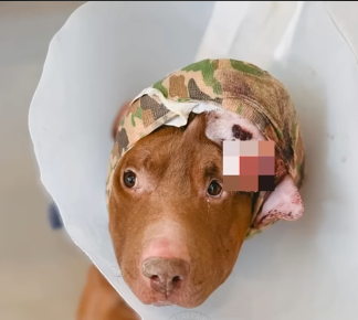 He Carried a Massive Tumor, Still Begged for Love—He Refused to Give Up on Life!!!