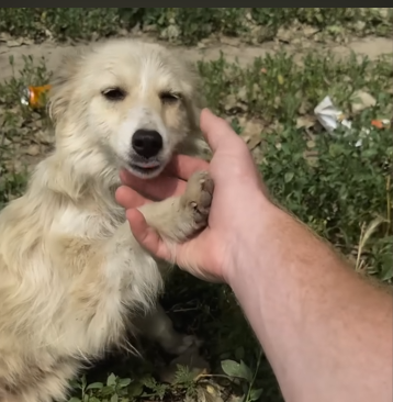 Man Saves Tiny Dog Who Was Found Beat Up Under A Car | The Dodo