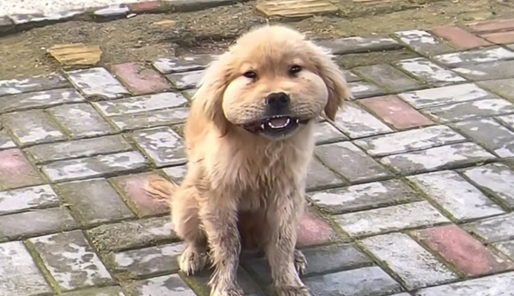 A Stray Dog with a Swollen Snout Followed a Stranger, Pleading for HelpAuto-dubbed