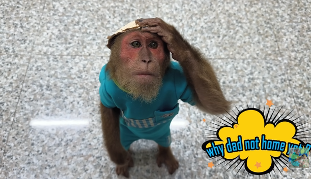 Super cute! CUTIS & Baby monkey obediently take care of newborn baby help Mom