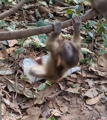Wonderful Baby Monkey Train Climb the Tree