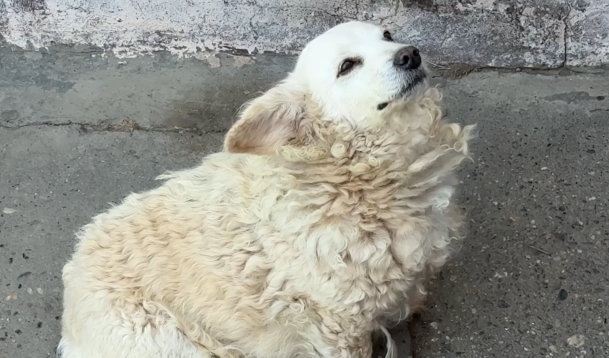 The Truth Behind This Dog’s Condition