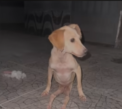 “Don’t Leave Me!” He Collapsed Into My Arms, Finally Felt Loved After a Lifetime of Rejection