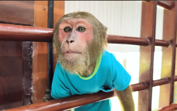 Baby monkey for Mom with newborn baby & special solution from CUTIS😯