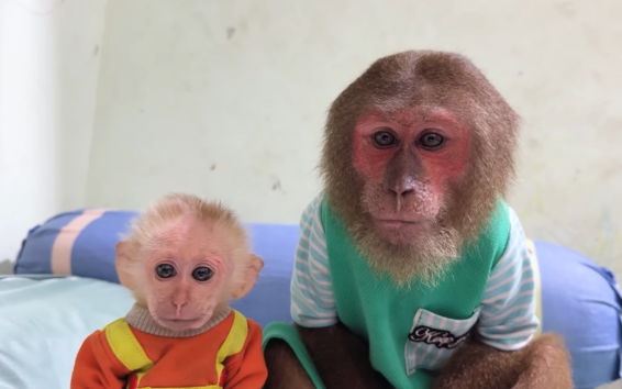 Funny CUTIS takes care of newborn baby but falls asleep, making Baby monkey confused😂