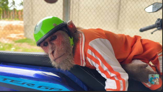 CUTIS could only run away with the soy sauce😂