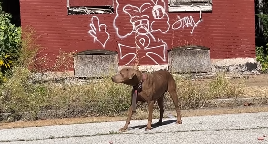 Weeks Of Trying To Save This Dog Finally Paid Off | The Dodo