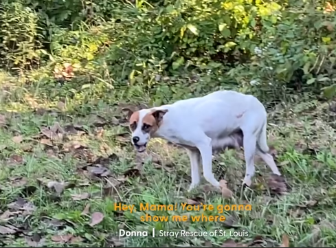 Mama Dog Was Hiding Her Puppies In Abandoned House | The Dodo