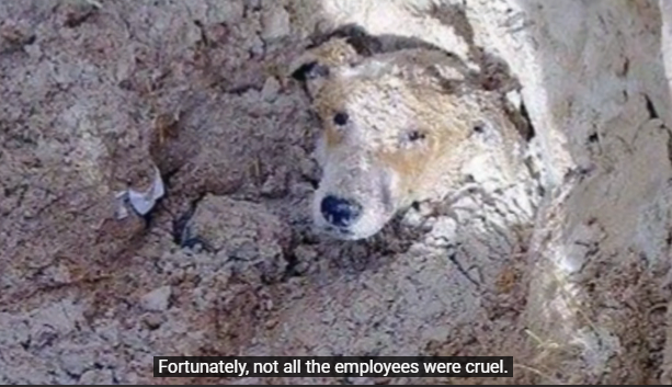 The Paralyzed Dog Crawled to Humans, Hoping for Help, But Then She Found…