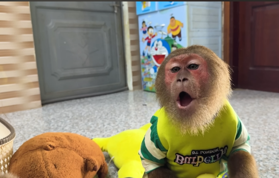 CUTIS & Smart Baby Monkey Gives Dad Special Surprise to Take Care of Dad🤩