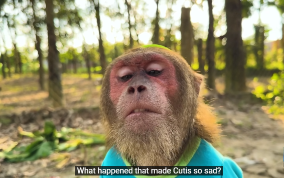 CUTIS & Baby Monkey’s Emotional Reaction When They Lost Supercar …OMG🙏