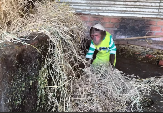 CUTIS & Baby Monkey Take Care of Mom in the Most Special Unbelievable Way Ever🤔