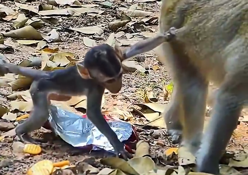 If You Have a Baby Monkey With You, Humans Will Give You Food, You Know. 😅