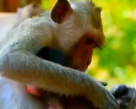 Life of Monkeys: The Baby Monkey’s Struggle to Stay Close to Its Mother