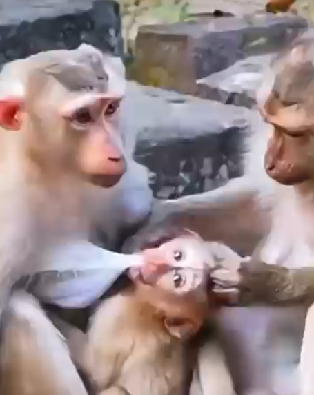 Life of Monkeys: What a Beautiful and Kind Mother