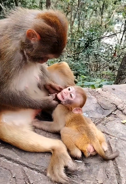 The Little Monkey Is Almost as Big as Its Poor Mother 😢