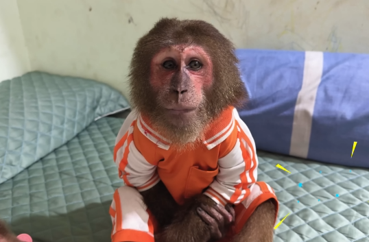 CUTIS family surprised receive early birthday gift from special audience🤩