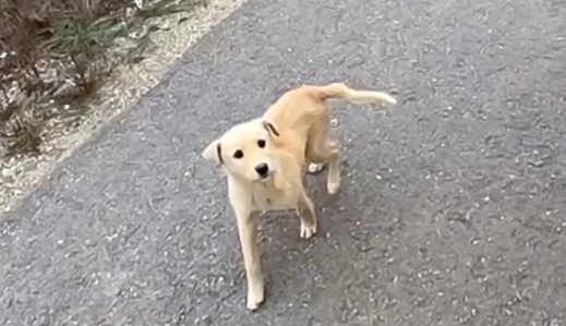 The Dog Chased After the Car, Pleading for Help. What Happened Next Was Incredible.