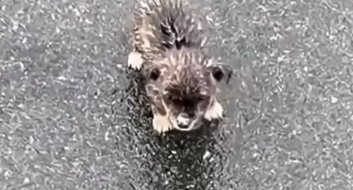 A Puppy Ran 2 km After a Man for Help. What Happened Next Is Incredible!