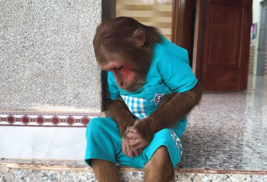 Super Cute! CUTIS & Baby Monkey Take Care of Dad in the Most Unbelievable Special Way