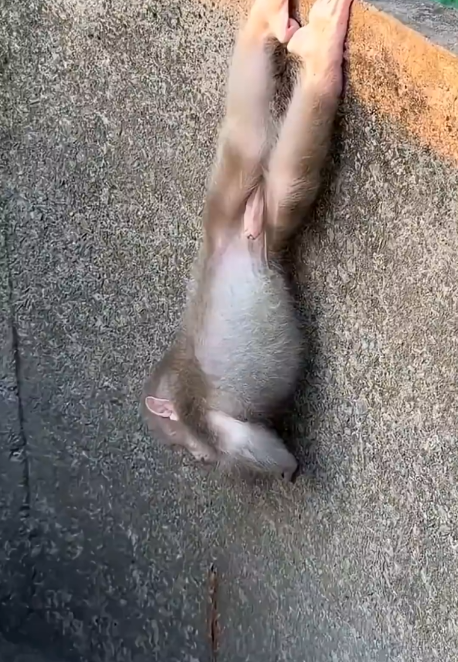 Animals also have intellect and emotions, but not atheists who do not recognize God even through His creation.