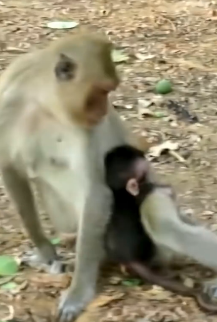 The mother monkey was annoyed because the baby monkey kept clinging to her