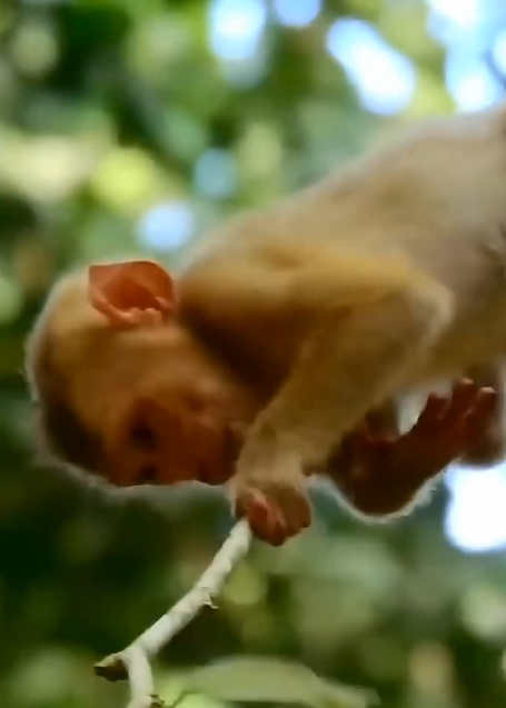 The Monkey Fell Asleep On A Tall Tree, Almost Fell, So Dangerous