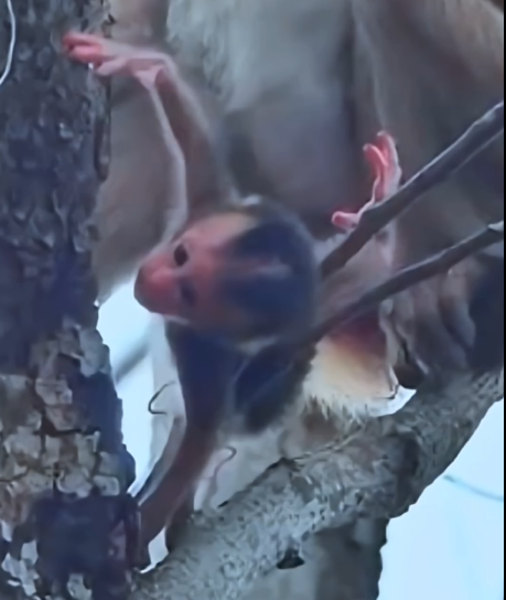 The newborn monkey fell down.