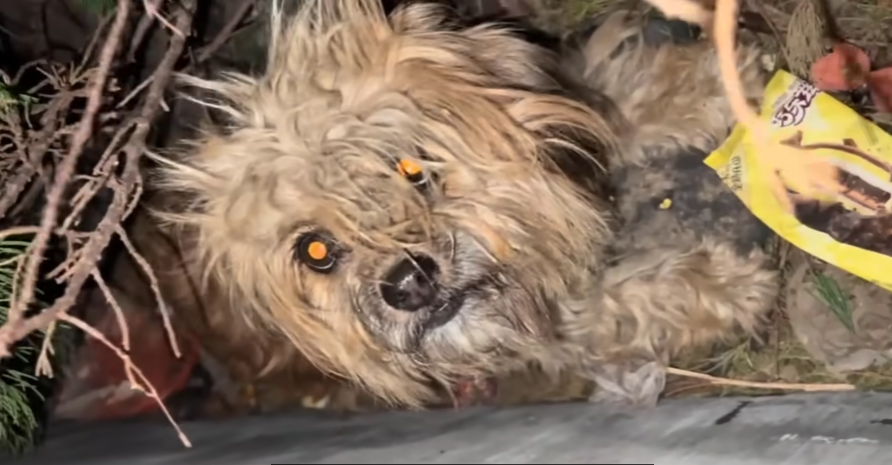 Having given birth to 11 puppies, she helplessly watched them shiver in the cold