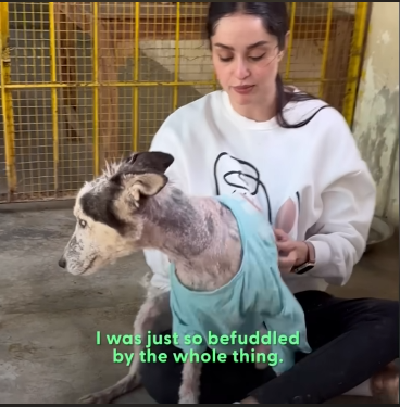 How One Woman Is Transforming Animal Rescue in Pakistan | The Dodo