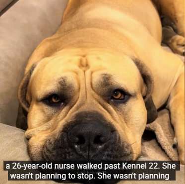 This 180lb Boerboel Refused to Be Left Alone—And Ended Up Saving the Woman Who Saved Him