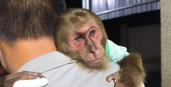 Watch whole video, you will know why today is saddest day of CUTIS