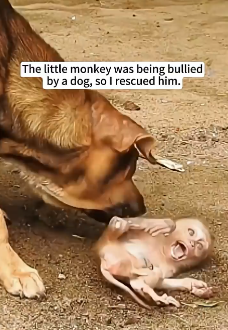 Every Small Life Deserves Love and Warmth. When They Are Hurt or Scared, I Choose to Help. ❤️