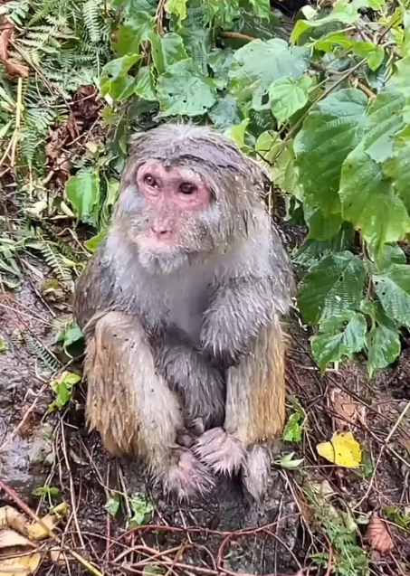 Monkey Shivering From Cold