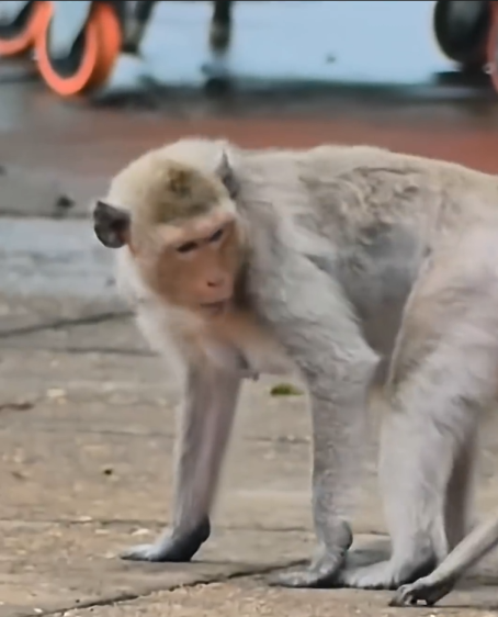 Life of Monkeys_ The Mother Monkey Bit Her Baby to Stop It From Following Her