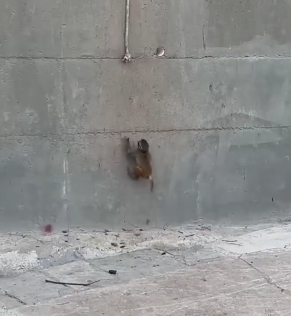 Brain Seed 🧠🌱 | IQ Planted! | Grow Smart!