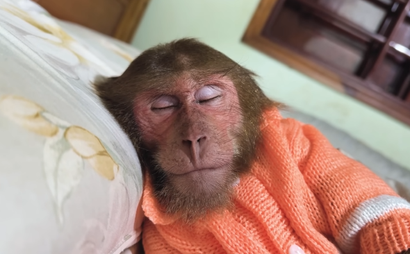 Can’t Miss! CUTIS Smart with Goat in Way Special Most Unexpected