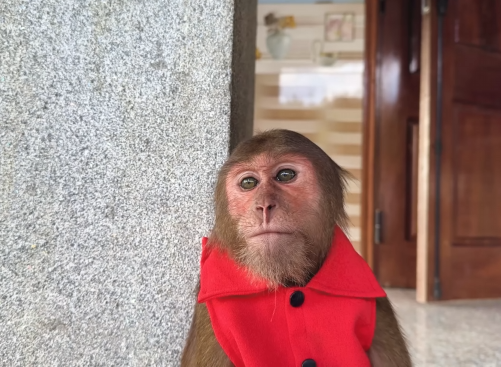 CUTIS smart looking for Mom help Dad