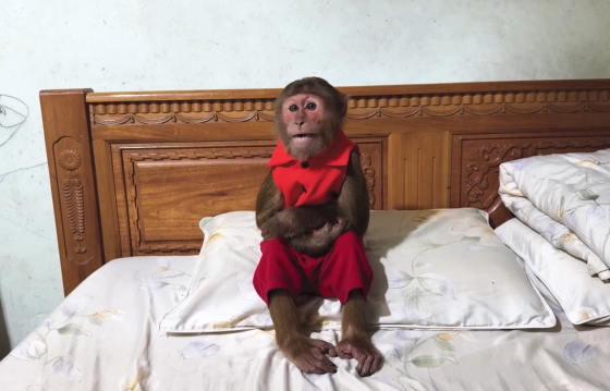 Dad Sick! CUTIS Sneaky Leaves Home and Reason Especially Shocking Then