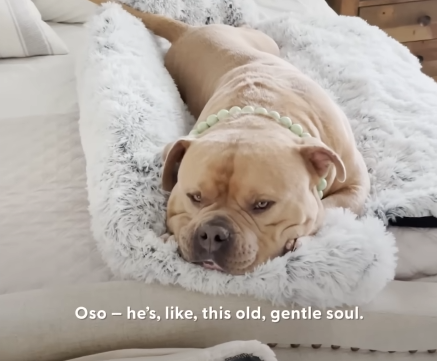 Family Takes 3 Kids And 3 Dogs On “Vacation” | The Dodo