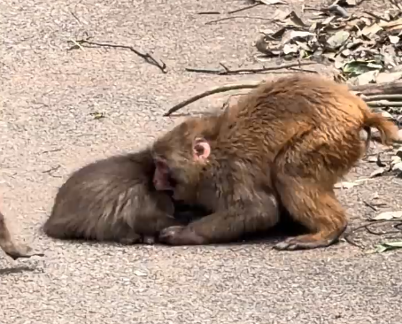 There’s the rumored guy with the buzz cut 🐵🤎 Everyone looks like they’re having fun 🎶 I wonder if he got bitten a little and it hurt 😖💥