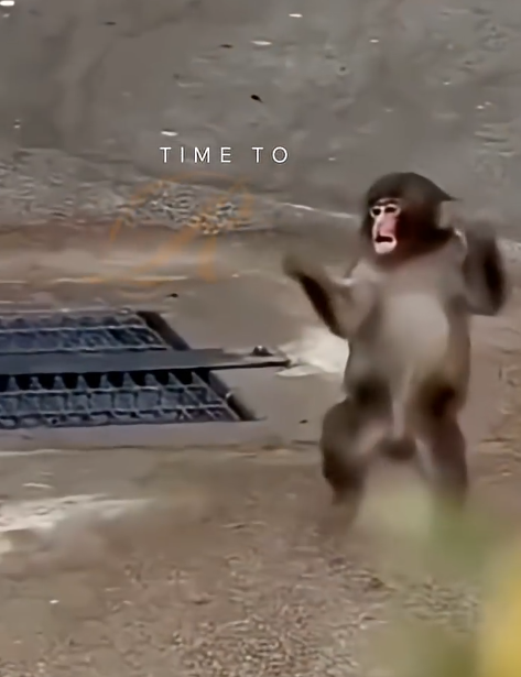 The Baby Monkey Who Found a New Mom 🐒❤️ | Punch the Monkey Japan