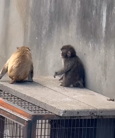 The Baby Monkey That’s the spirit!! Keep it up, Punch-kun ❤